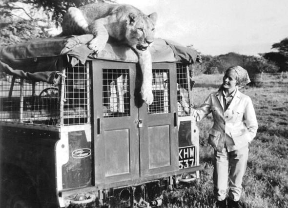 Virginia McKenna aux côtés d'un Land Rover Defender dans la nature avec un tigre dessus en 1966